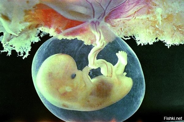 Он в гробу не один