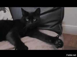 Котенок нашел своего человека