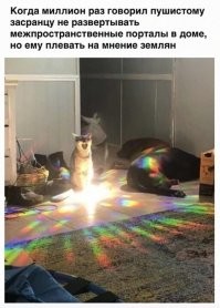 Котенок нашел своего человека