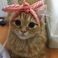 Взгляд вместо слов: 20+ питомцев, которые всей душой любят своих хозяев