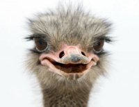 Лёгкий позитив