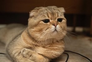 Жму лапу, бро!