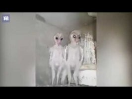 Точно не единственные: