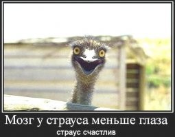 Лёгкий позитив