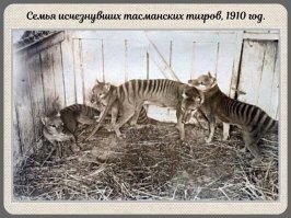 Может все-таки тасманские волки, а не тигры?