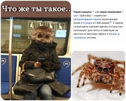 Смешные комментарии из соц.сетей