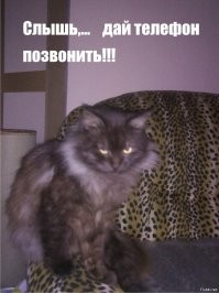 Фотоприколы с питомцами