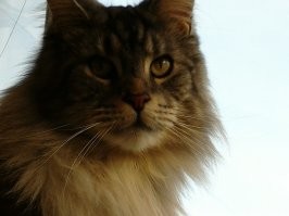 Взгляд вместо слов: 20+ питомцев, которые всей душой любят своих хозяев