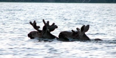 Вот фото типичных плывущих рогатых - одна голова торчит.
Так лось может торчать только стоя на дне. Впрочем, Путин на медведе смотрится несколько неестественно - но многие верят :)