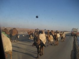 Узбекистан. Недалеко от Кунграда. Там это в порядке вещей. Отбойник по всей трассе. Поэтому по встречке перегоняют.