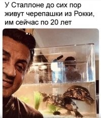 Рокки вышел в 1976 году. Сейчас 2021. Каким макаром 20 лет черепахам? Они что настолько медленные, что и время замедляют? Или на фото Сталлоне 95-96 года?
Или у автора просто совсем плохо с математикой?