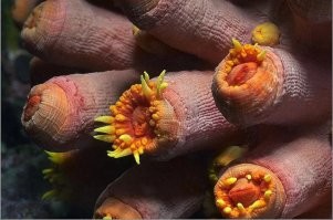 странно, что такая подборка, и без женского соска)