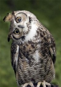 Вкусно пожрать