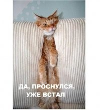 Кот пришел с ночной смены