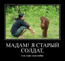 Вечерний пост позитивных питомцев