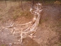 Здесь человек сделал засаду и другой человек спас из нее. А вообще рога могут и подвести: