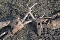 Здесь человек сделал засаду и другой человек спас из нее. А вообще рога могут и подвести:
