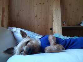 У нас не медведь, но тоже был случай:

Приехали мы на дачу с нашим йорком. И надо же такому случиться, что у кого-то из дачников убежала погулять молодая овчарка. Щенок-то она щенок, да размером в половину жены будет. Ну и стала эта овчарка с нами играться: за полы куртки трепать, за брюки дёргать. Со всей дури, до дыр. Бегает по участку - из дома даже в туалет не выйти. Сидим взаперти с псом. Полчаса. Час. Тут я озверел, взялся за лопату, открыл дверь... и тут наш пёсель вырвется, вылетит... я дёрнулся его спасать, а он - давай эту овчарку матом крыть! Так он её с участка и прогнал!
Вот он! Защитник наш! Устал...