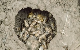 Представь что купил ты теплицу (15-20 т.р.) ,семян  ,растил поливал. Думал что будешь вкусных ,экологически чистых своих помидорчиков с огурчиками поешь. А утром приходишь - вся рассада вялая лежит без корней.
Пришлось бочки попалам распиливать и в них сажать , а то урожая не видать. А это гнездо медведки - в нем до 250 личинок . Отнеси в лес .