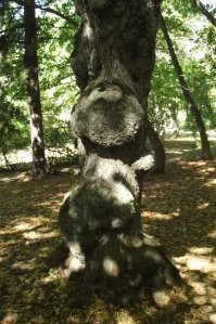 В Эстонии, в городке Тойла, есть парк, в котором целая аллея деревьев с деформированными стволами. Смотрится необычно.