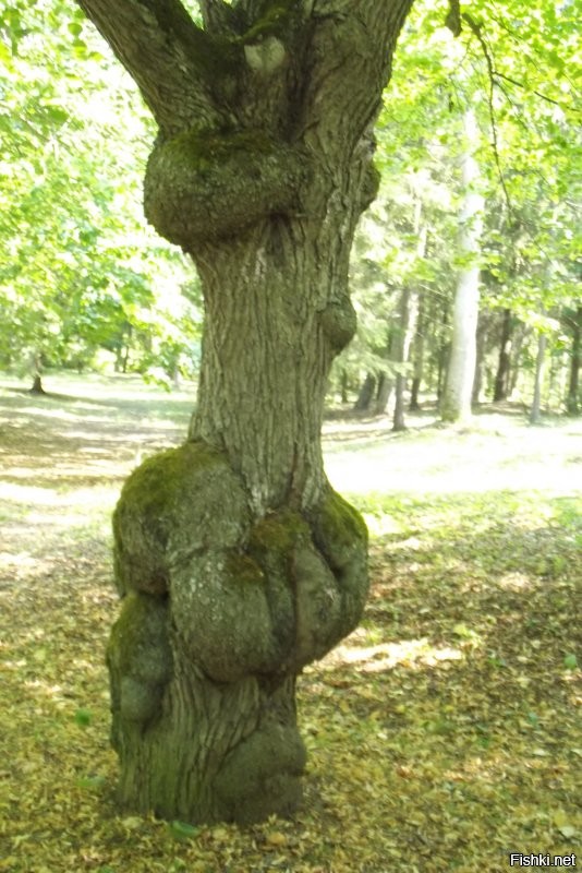 В Эстонии, в городке Тойла, есть парк, в котором целая аллея деревьев с деформированными стволами. Смотрится необычно.