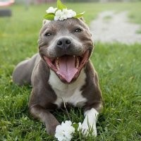 Стаффы - удивительные собаки. Такой дикий контраст. Они могут быть как ужасающе пугающими, так и до невозможности милими и заботливыми. Реально яркий пример утверждения, что всё зависит от хозяина!