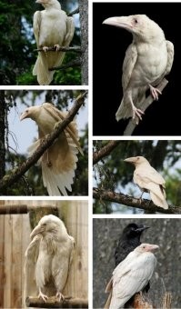 Одна на миллион?
Да ладно?
Все Яндекс картинки забиты подобными фотками.

Забор
Лысина
Белая ворона