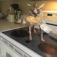 15 доказательств того, что жизнь с котейками - цирк бесплатный 