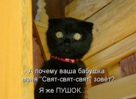 Без кота и жизнь не та