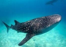 Все намного интересней.