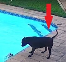 Я думаю тут он бы спокойно вылез, недопетрил просто.