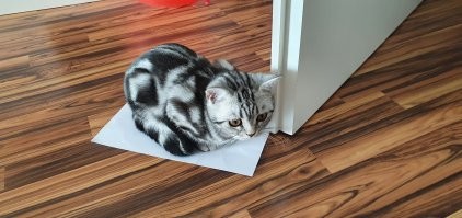 Моя дура. Постоянно лезет, куда ни надо.