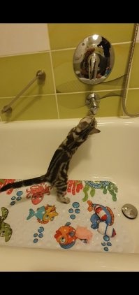 Моя дура. Постоянно лезет, куда ни надо.