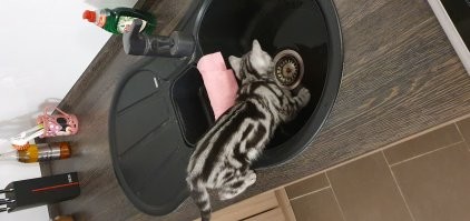 Моя дура. Постоянно лезет, куда ни надо.