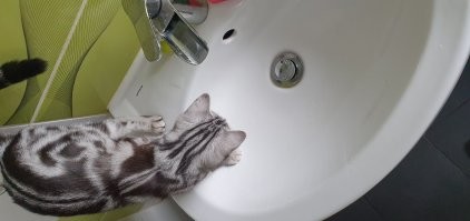 Моя дура. Постоянно лезет, куда ни надо.