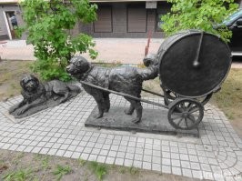 Бронзовый памятник собакам-литаврщикам 43-го пехотного полка Герцог Карл фон Мекленбург-Штрелиц (Infanterie-Regiment Herzog Karl von Mecklenburg-Strelitz 43) работы А. Шевцова установлен в Калининграде на Каштановой Аллее в 2010-2011 годах.

43-й пехотный полк Герцог Карл фон Мекленбург-Штрелиц (6 Восточно-Прусский) основан 5 мая 1860 года. 
3 июля 1866 года 43-й пехотный полк захватил сенбернара по кличке Султан, запряженного в тележку с большим барабаном, из состава полкового оркестра австрийского его Императорского и Королевского Величества 77-го пехотного королевского полка. 
9 марта 1867 года 43-й пехотный полк получил высочайшее разрешение катить литавры на вечные времена, символ получил наименование "Собачий литаврщик" или "Полковая собака". 
Сенбернары носили клички Султан и Паша, состояли в полку на довольствии и носили на шее сержантский галун.