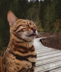 котовские всегда прекрасны...