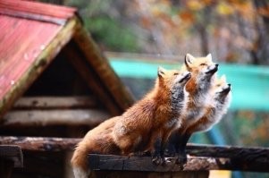 Дракон-лис (фотка 2)