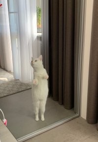 у меня половина фото в телефоне- дочка, половина- наша кошка ( в свое время из приюта котенком забрали)