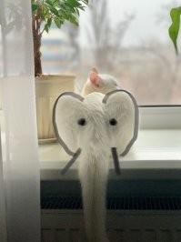 у меня половина фото в телефоне- дочка, половина- наша кошка ( в свое время из приюта котенком забрали)