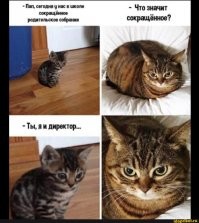 Смешные мемы с котами, которые поднимут вам настроение