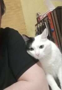 Кот пост просмотрел. Одобрил!