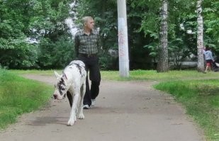 Как минимум, проявлять гражданскую сознательность и вызывать полицию, даже при таких, умиротворенных картинах...