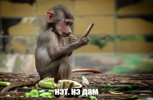 Обезьяна стащила смартфон и залезла на крышу