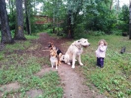 самое забавное было во время разгара пандемии. 
детские площадки закрыты, в лесу - есть собачья площадка. я в то время не помню чтоб собак на площадке было больше чем детей. 
причем боялись за детей походу больше владельцы собак, чем родители (я говорю родителей у которых нет собак, у тех у кого есть собаки, там дети приучены с детства к виду кого угодно) не то что собаки укусят детей, а то что собьют во время игры друг с другом.