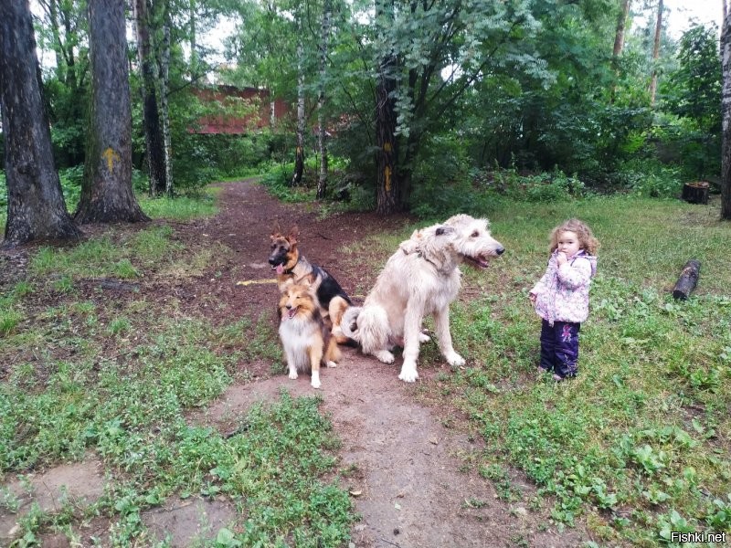 самое забавное было во время разгара пандемии. 
детские площадки закрыты, в лесу - есть собачья площадка. я в то время не помню чтоб собак на площадке было больше чем детей. 
причем боялись за детей походу больше владельцы собак, чем родители (я говорю родителей у которых нет собак, у тех у кого есть собаки, там дети приучены с детства к виду кого угодно) не то что собаки укусят детей, а то что собьют во время игры друг с другом.