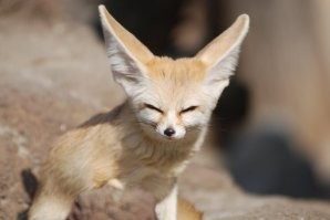 нет, так слушают комплименты, а вот так телефон))