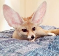 нет, так слушают комплименты, а вот так телефон))