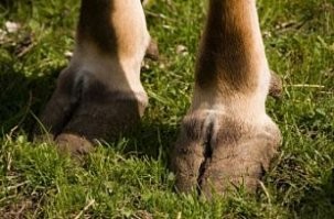 Читал в детстве Фенимора Купера - там индейцы смеялись над этим "изобретением" бледнокожих долбо[ящеров] еще за много лет до сухого закона. Пипец как похоже на коровьи копыта.