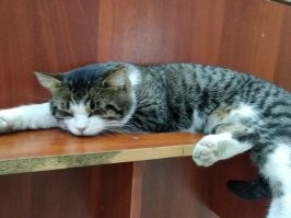 котовские всегда приятны... вот тоже приблудился в моем магазинчике... фото прошлого лета и апрель этого года... зовем его бузыкин...